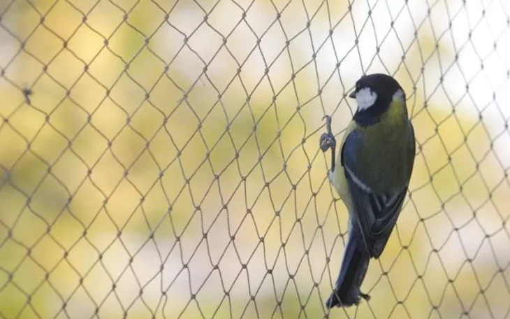 Anti Bird Nets in Bangalore