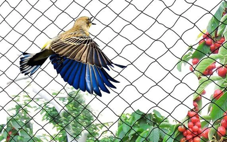Bird Protection Nets in Bangalore