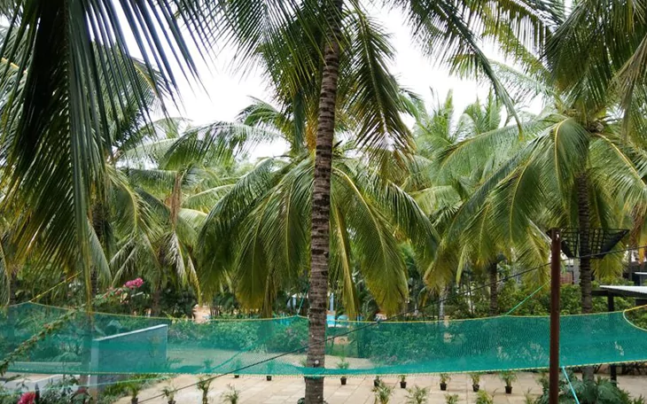 Coconut Tree Safety Nets in Bangalore