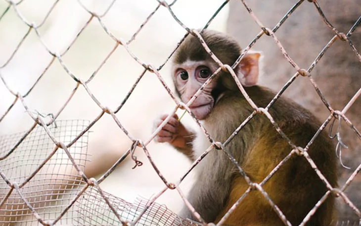 Monkey Safety Nets in Bangalore